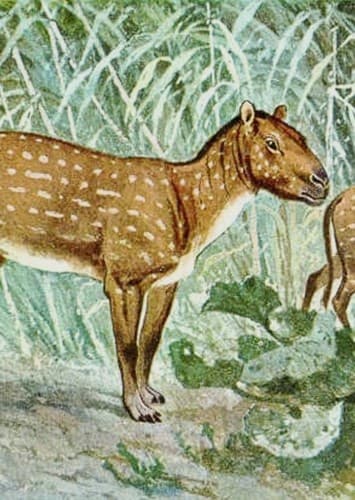 Eohippus