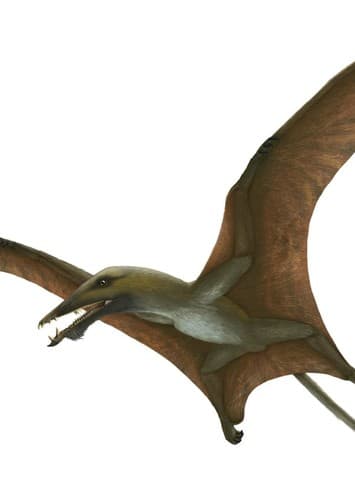Eudimorphodon