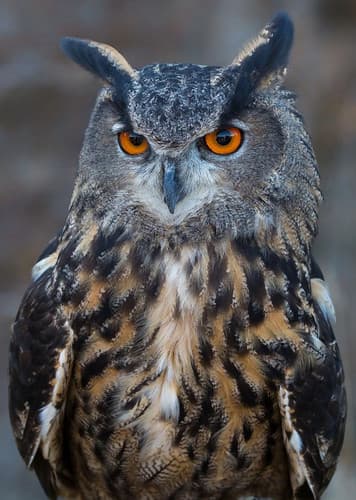 Eurasian Eagle Owl