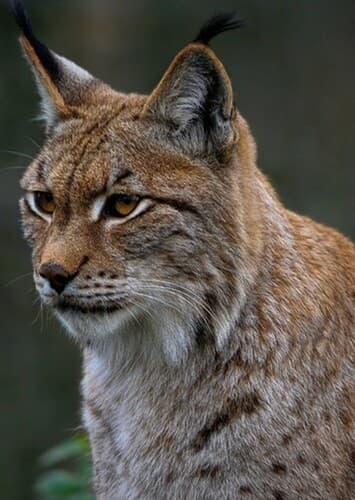 Eurasian Lynx
