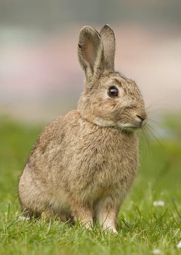 European Rabbit