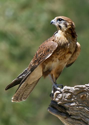 Falcon