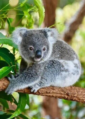 Featherdale Sydney Wildlife Park