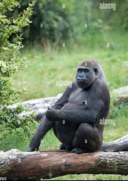 Female Gorilla