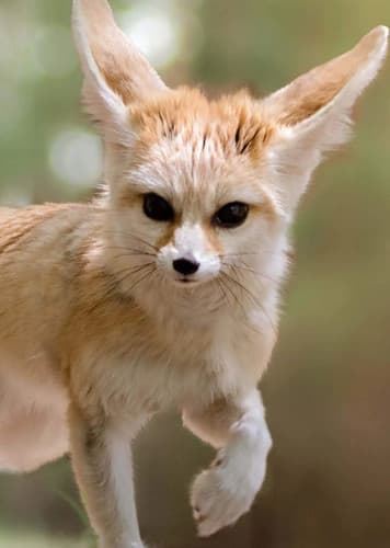 Fennec Fox