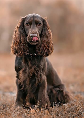 Field Spaniel Dog