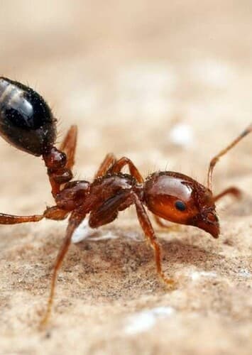 Fire Ant
