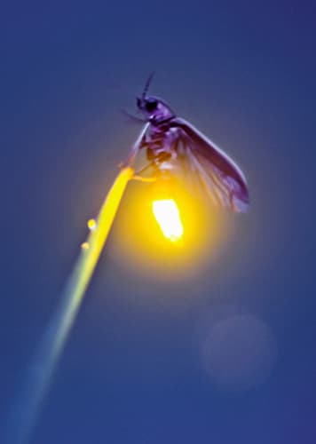 Firefly