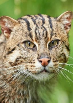 Fishing Cat