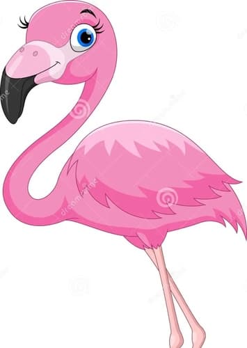 Flamingo