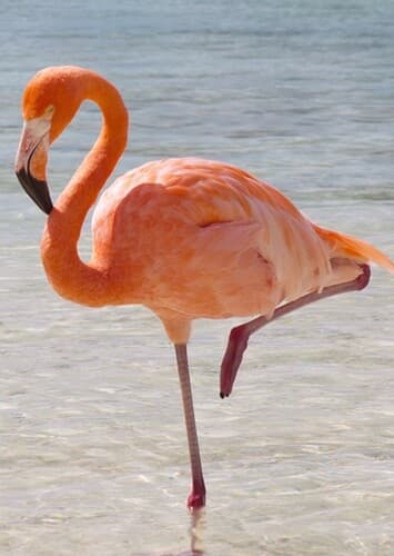Flamingo