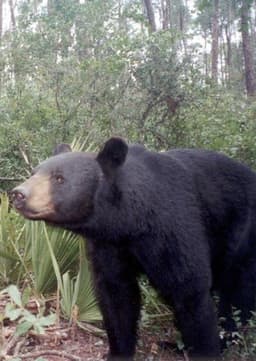 Flordia Bear
