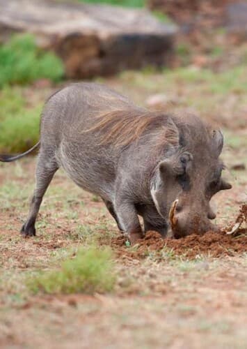 Florence The Warthog