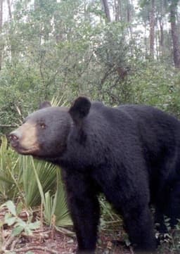 Florida black bear