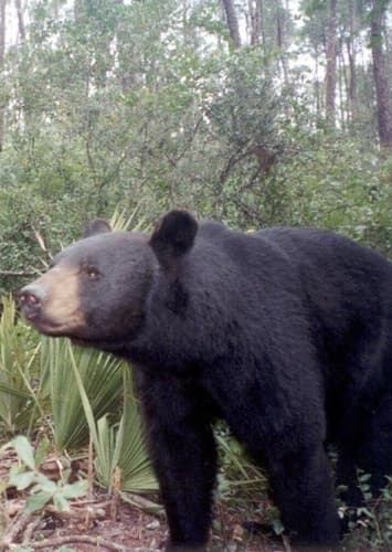 Florida Black Bear