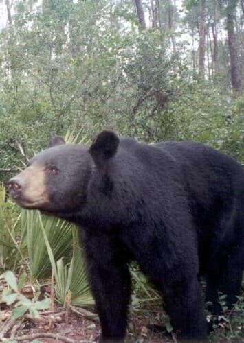 Florida Black Bear