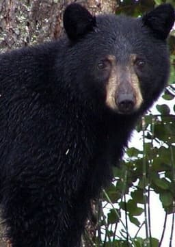 Florida Black Bear