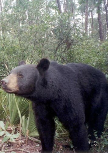 Florida Black Bear