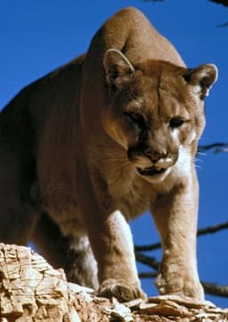 Florida Cougar
