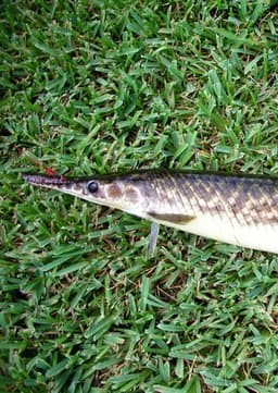 Florida Gar