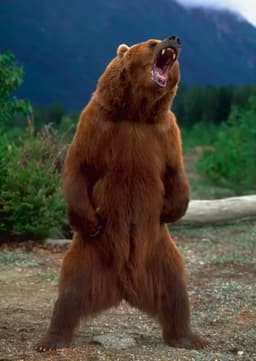 Florida Grizzly Bear