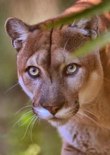 Florida Panther