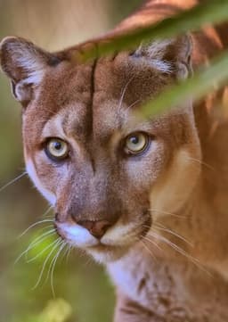 Florida Panther