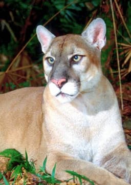 Florida Panther