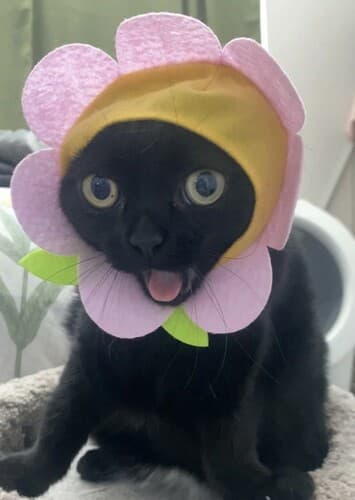 Flower Cat