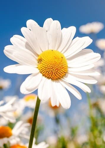 Flower: Daisy