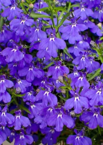 Flower: Lobelia