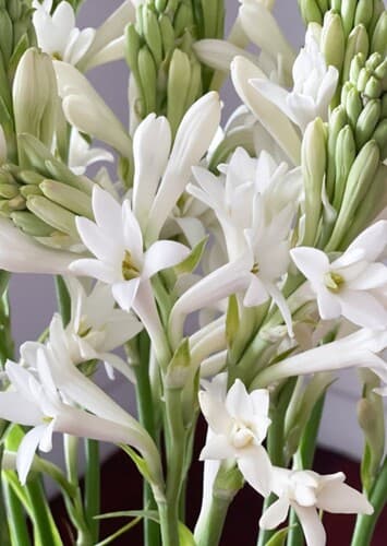 Flower: Tuberose