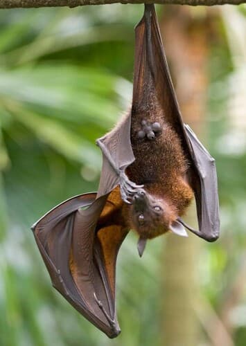 Flying Fox