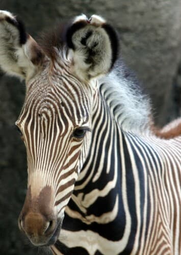 Foal Zebra