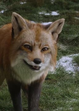 Fox