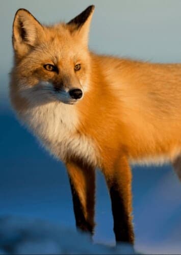 Fox