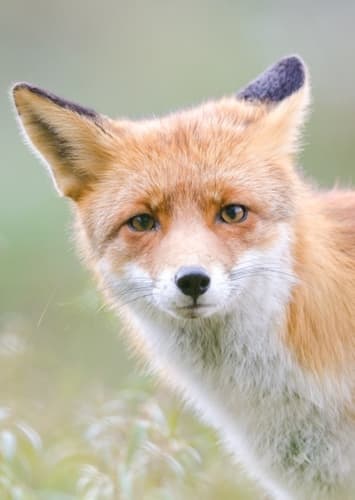 Fox