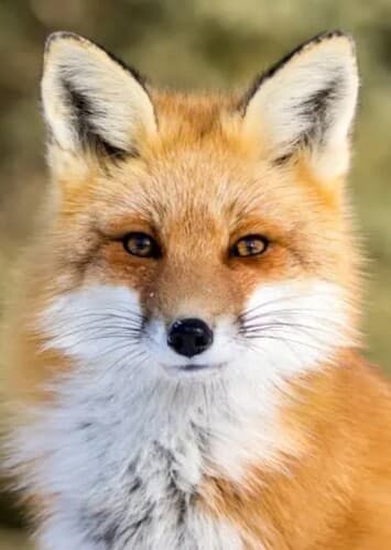 Fox