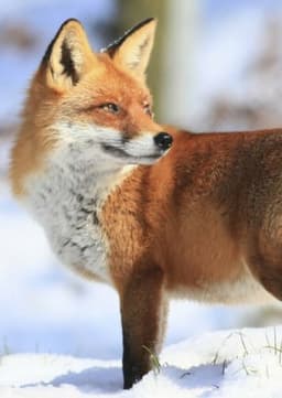Fox
