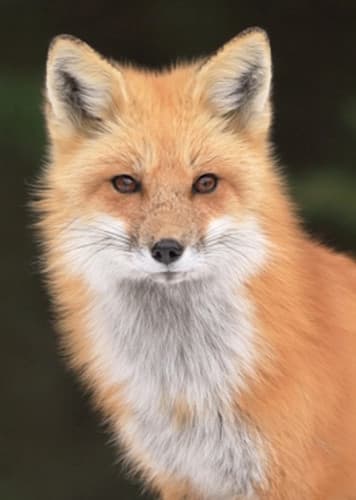 Fox (Generic)
