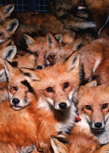 Foxes