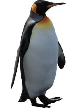 Francis, A Penguin