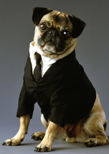 Frank the Pug (Voice)