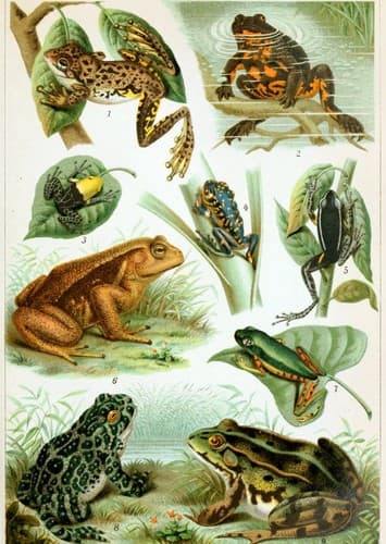 Frogs