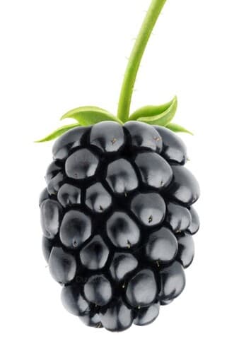 Fruit: Blackberry