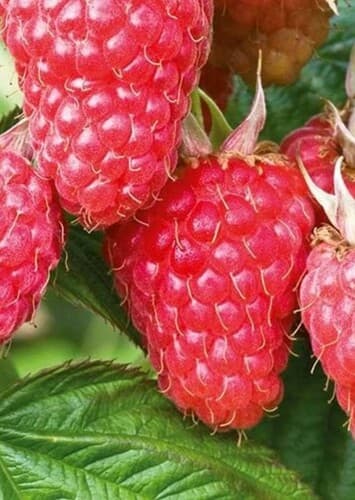 Fruit: Raspberry