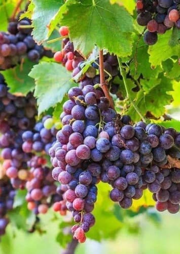 Fruit: Violet Grape