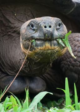 Galapagos Tortoise