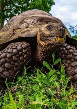 Galapagos Tortoise