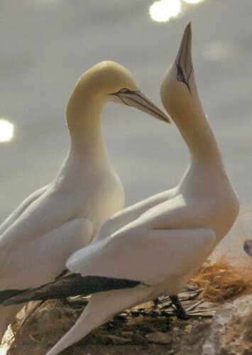 Gannet